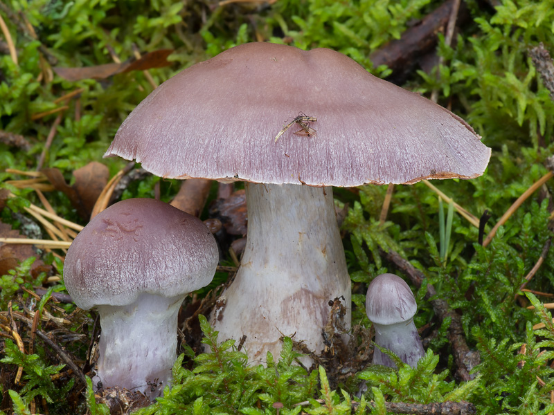 Cortinarius malachius